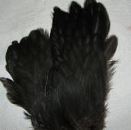 ������� ����� �� ������� �� ����  (�����)  Hen Cape American  ������